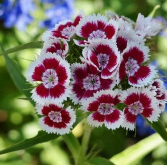 Seeds Rare Carnation Chianti Black Glori Flower Plant Annual Garden Cut Organic Seeds Rare Carnation Chianti Black Glori Flower Plant Annual Garden Cut Organic