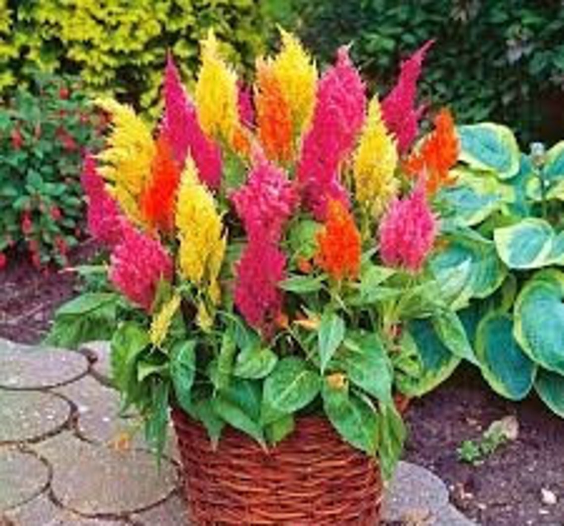 Natural Celosia Argentea Plumosa Flower Seeds Organic Ukraine Etsy