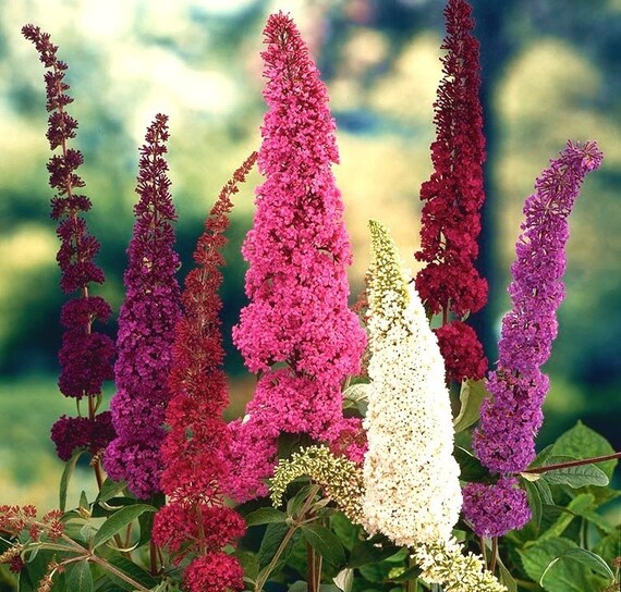 Rare Buddleja