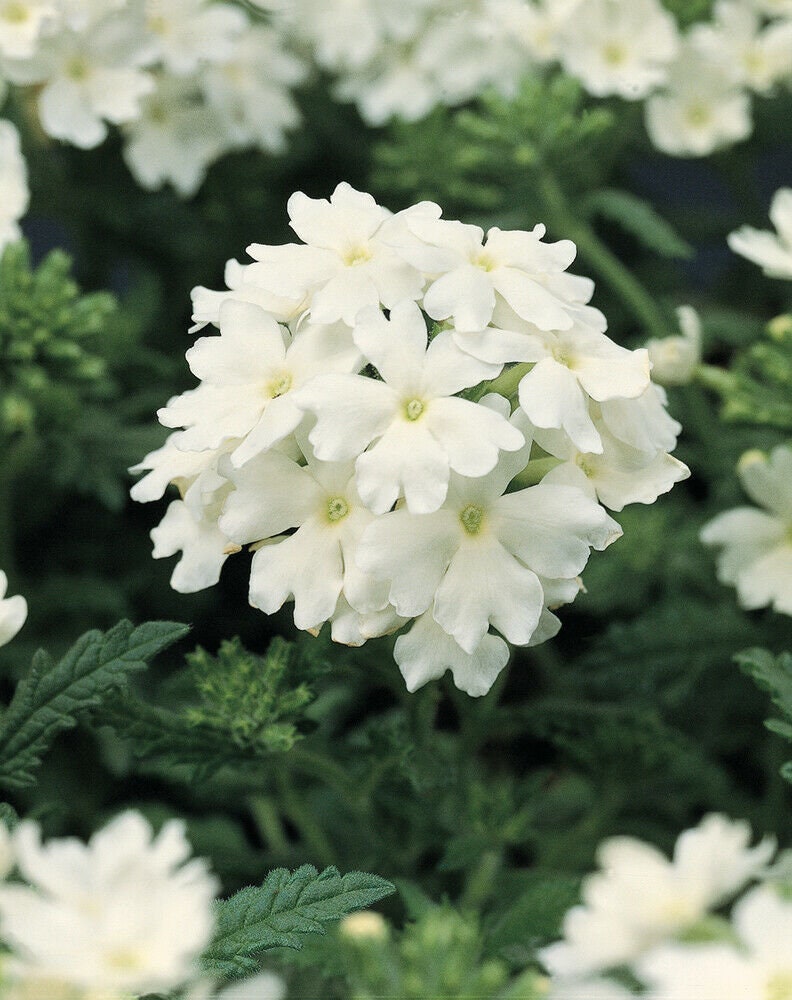 Seeds Verbena White Flower Annual Indoor Balcony Garden Cut Etsy