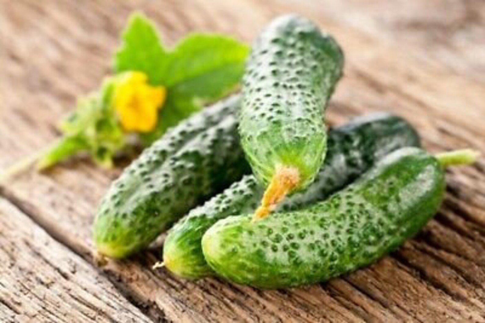 Cucumber Bushy Cornichon Seeds Cucumbers Organic Non Gmo Etsy