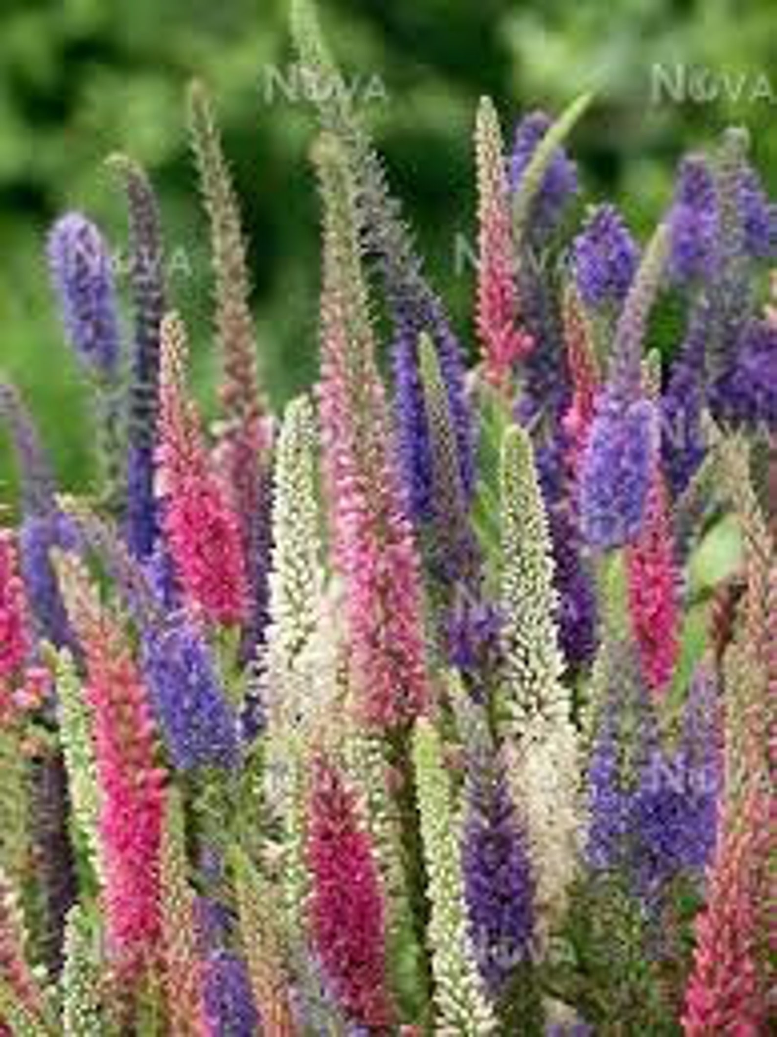 Natural Flower Seeds Veronica Spicata Mix Perennials Organic Etsy UK