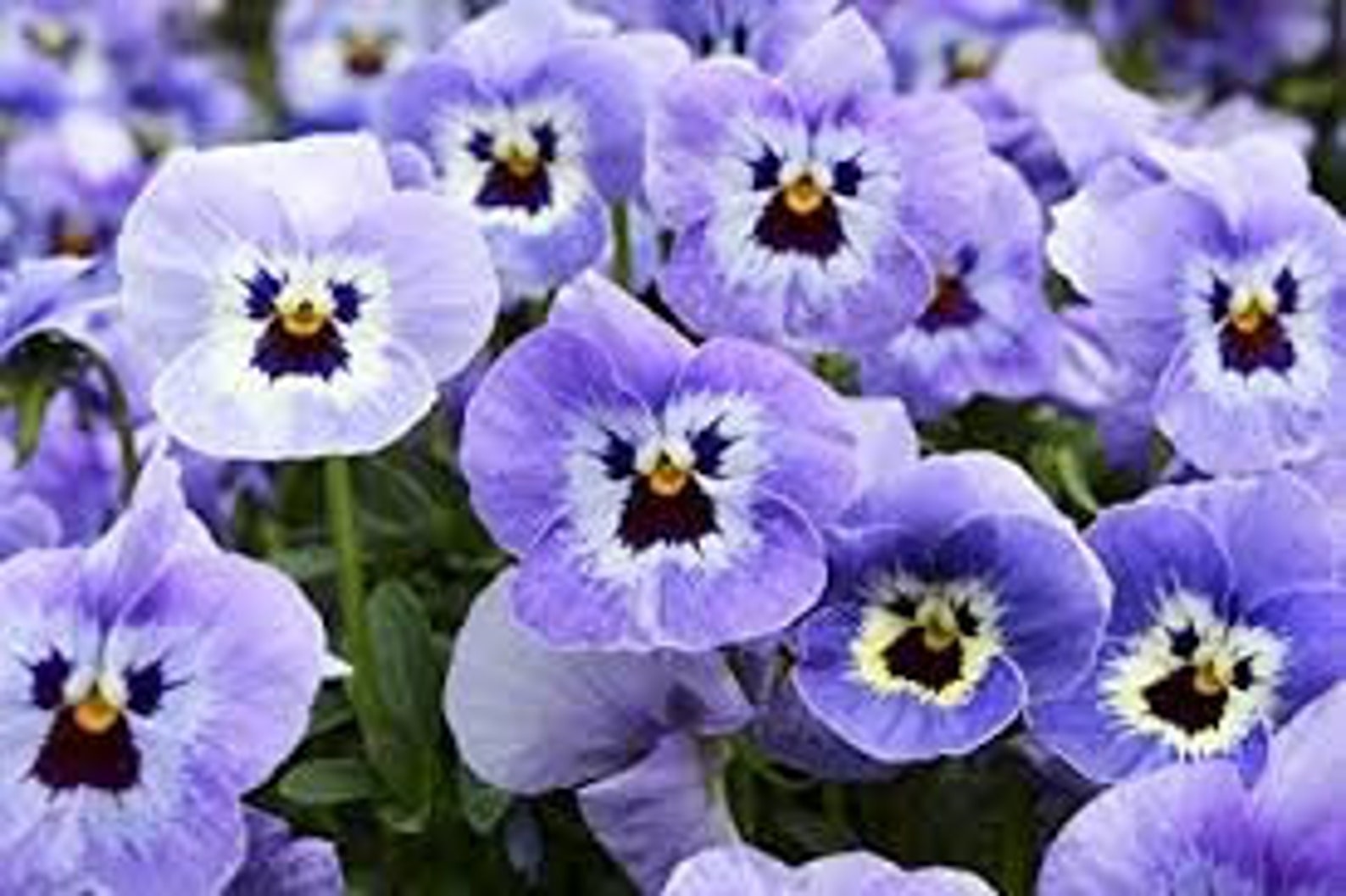 Natural Viola Wittrockiana Blue Seeds Organic Ukraine Etsy