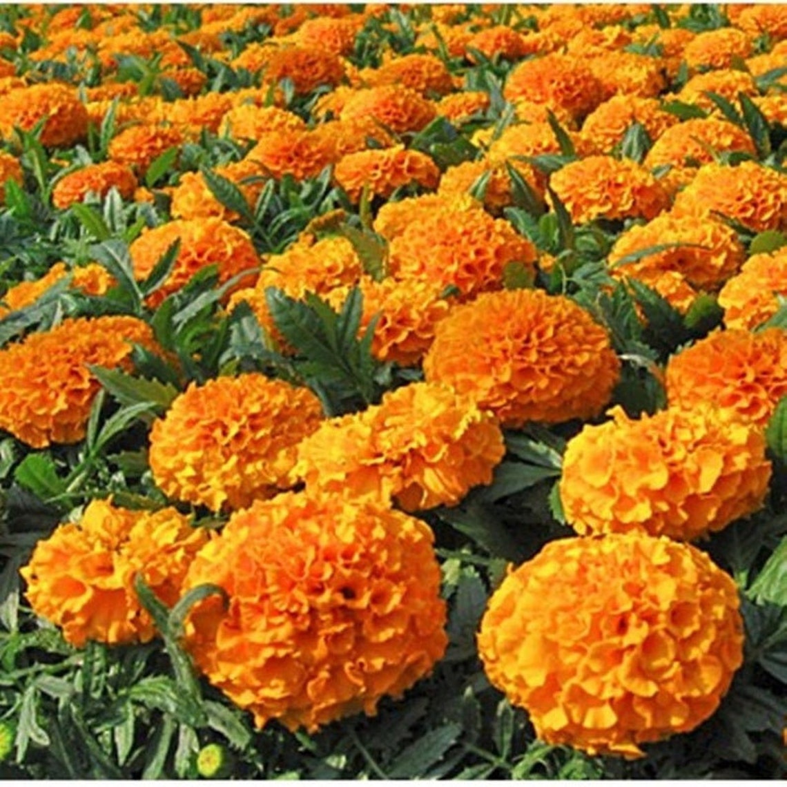 Natural Mexican Marigold Hawaii Heirloom / Open Pollinated Etsy