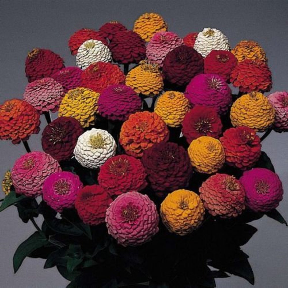 pompon dahlia seeds pompon dahlia seeds