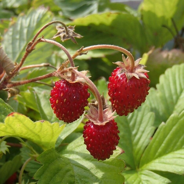 Seeds Fruit Rare Strawberry Baron Solemacher Everbearing Wild Organic  Ukraine
