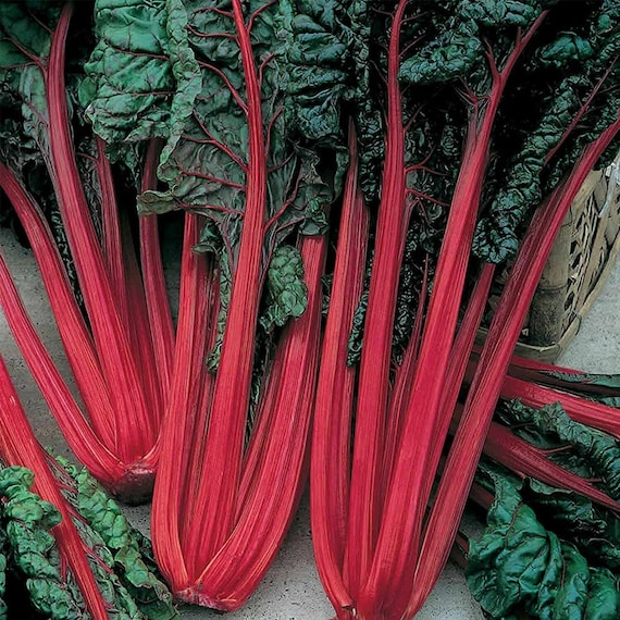 Seeds Chard Mangold Rainbow Mix Beetroot Rare Vegatable NON-GMO Organic Heirloom