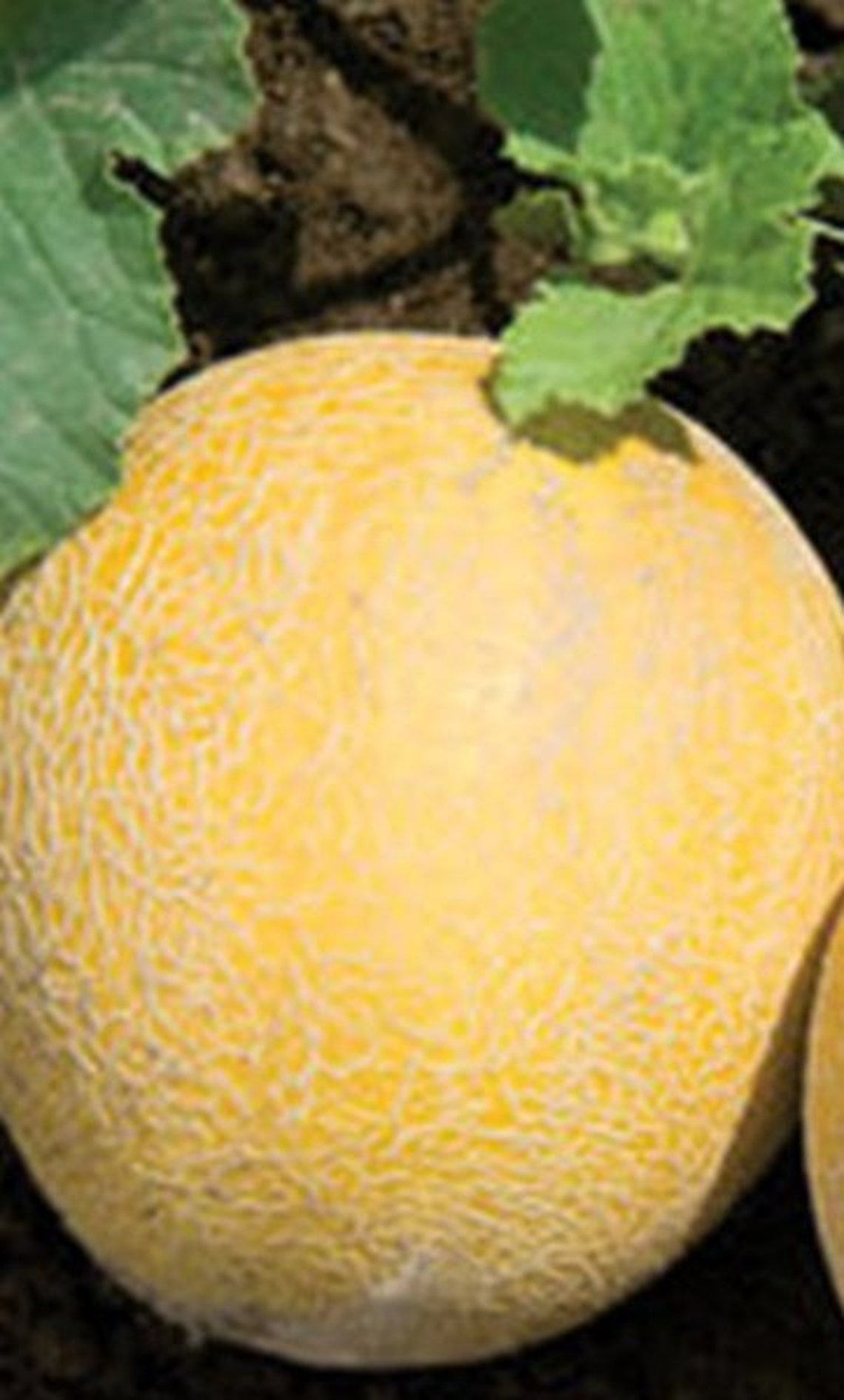 Natural Fruit Melon Early Galia Seeds Organic Ukraine Etsy