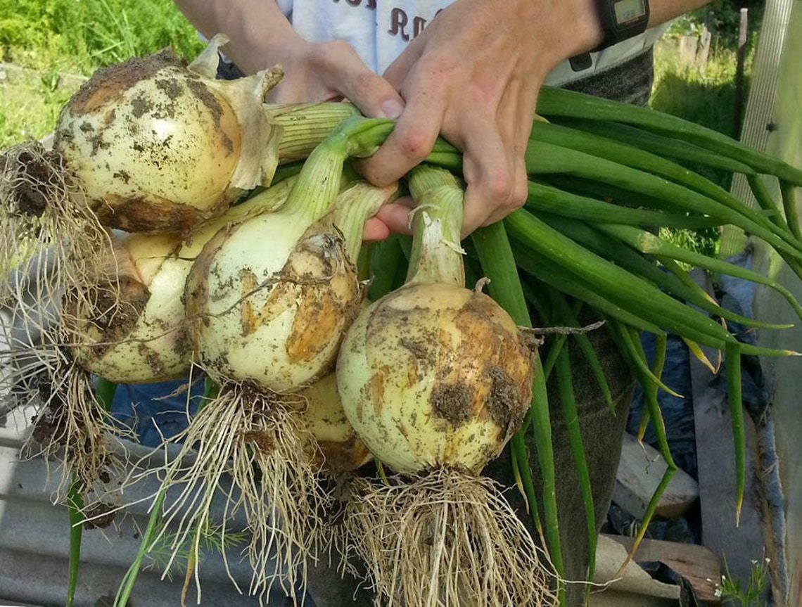 Seeds Onion Exhibition Yellow Giant Vegetable Organic Heirloom Etsy