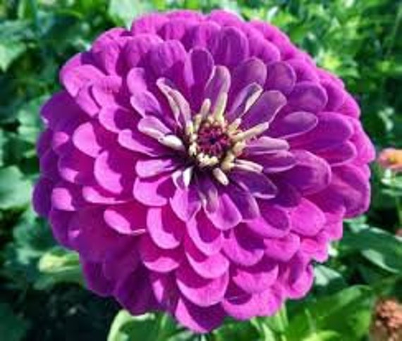 Image of Zinnias purple annuals