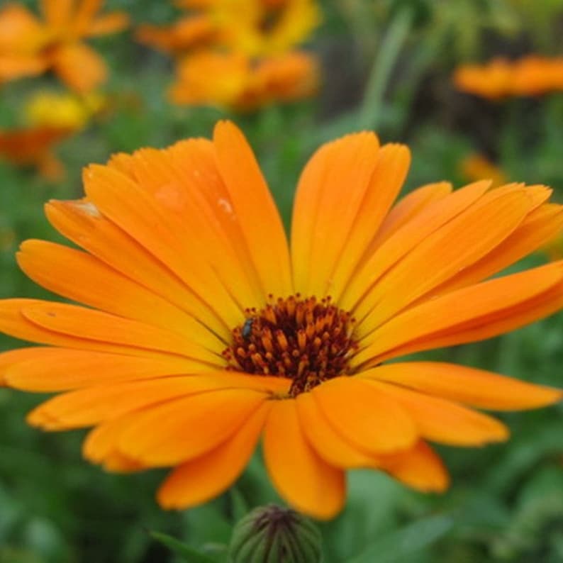 Natural Flower Dimorfetka Glandular Cape Marigold Orange Seeds | Etsy