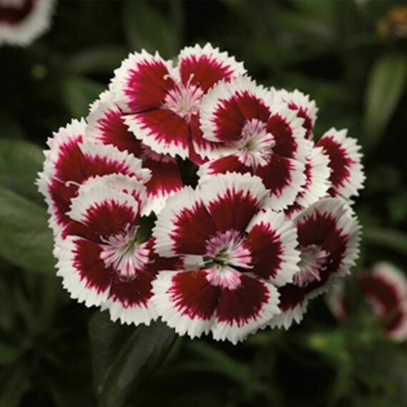 Seeds Rare Carnation Chianti Black Glori Flower Plant Annual Garden Cut Organic Seeds Rare Carnation Chianti Black Glori Flower Plant Annual Garden Cut Organic