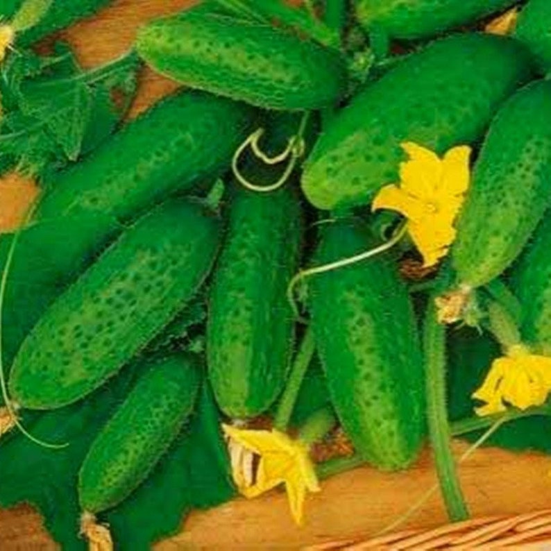 Natural Vegeteble Cucumber Ant F1 Seeds Organic Ukraine Etsy