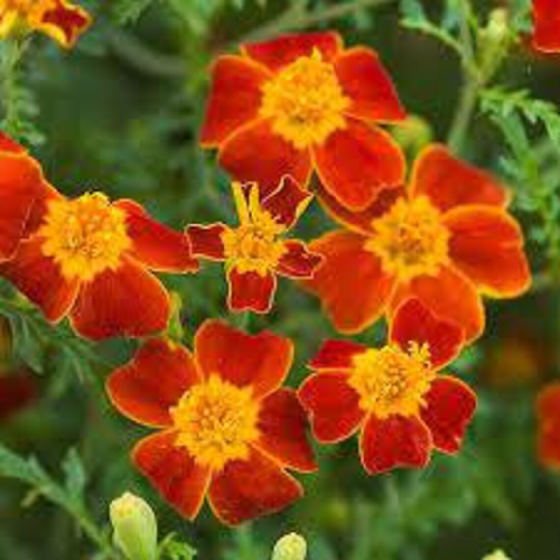 Natural Flower Marigold Paprika Seeds Organic Ukraine Etsy Canada