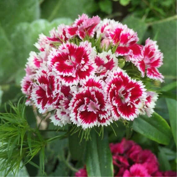 Seeds Rare Carnation Chianti Black Glori Flower Plant Annual Garden Cut Organic Seeds Rare Carnation Chianti Black Glori Flower Plant Annual Garden Cut Organic