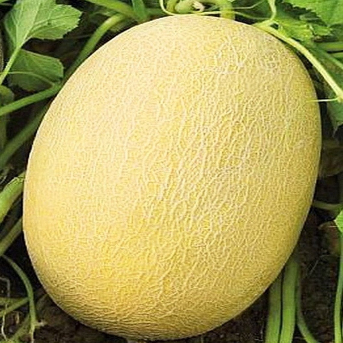 Natural Fruit Melon Fantasy Seeds Organic Ukraine Etsy