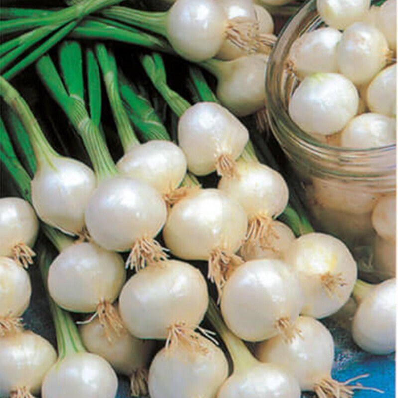 Natural Vegetable Onion Paris Silverskin Seeds Organic Ukraine Etsy