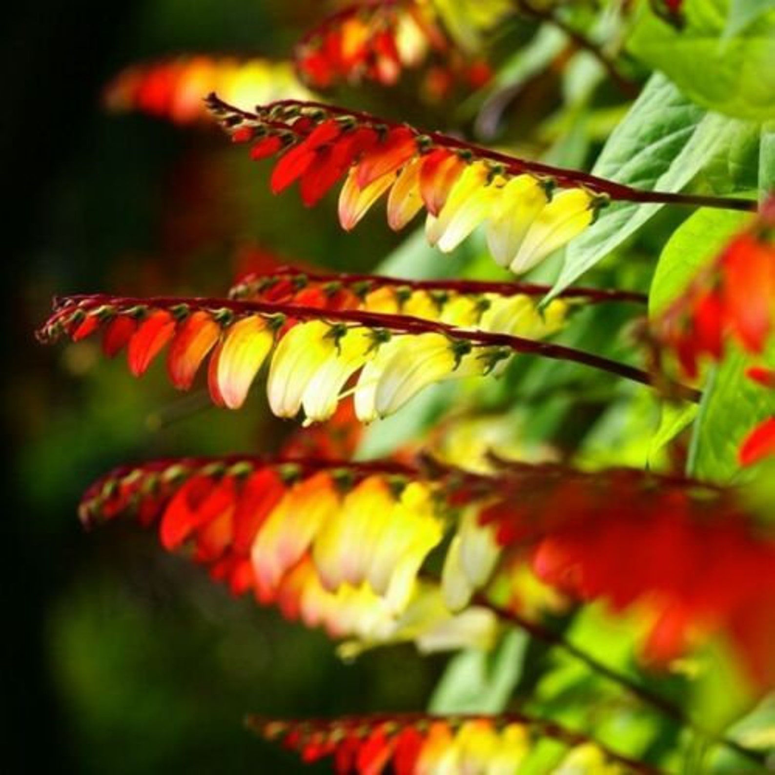 Natural Mina Lobata Quamoclit Spanish Flag Flower Seeds Etsy Canada