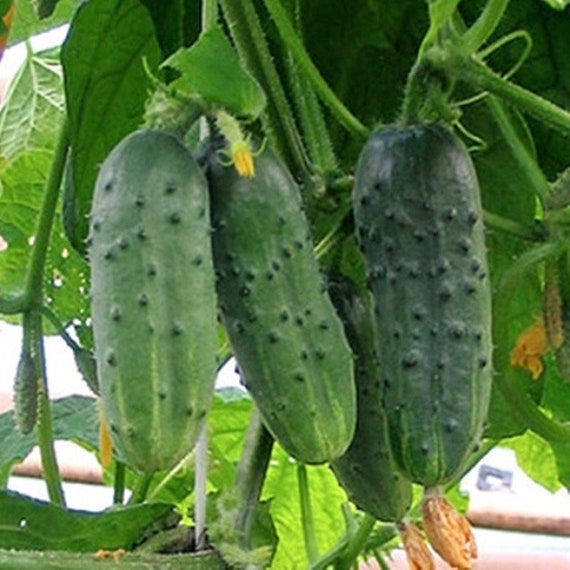 Natural Vegeteble Cucumber Ant F1 Seeds Organic Ukraine Etsy