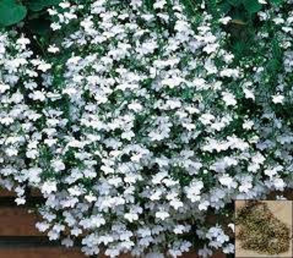 Natural Flower Trailing Lobelia White Cascade Seeds Organic Etsy