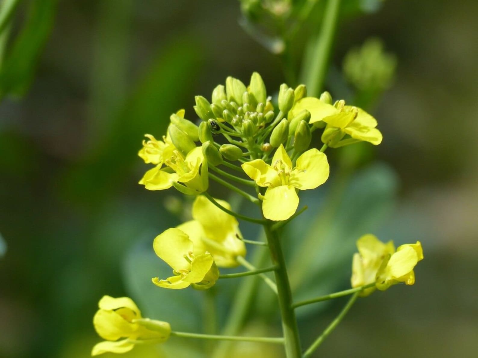 Seeds Mustard Yellow Flower Herb Wild Annual Garden Organic Etsy