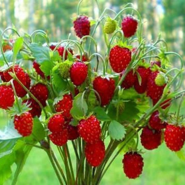 Seeds Rare Fruit Strawberry Regina Red Everbearing Climbing Berries Organic Ukraine