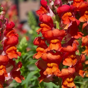 Może przedstawiać: Zbliżenie na skupisko pomarańczowych i czerwonych kwiatów lwiej paszczy w pełnym rozkwicie. Kwiaty są ułożone pionowo, a płatki nakładają się na siebie.