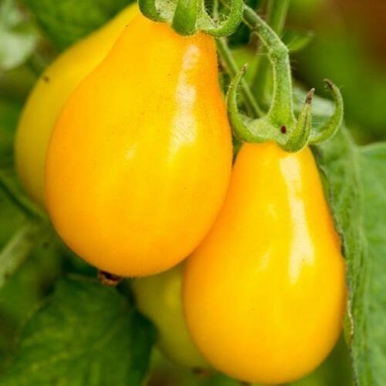 Seeds Tomato Pear Yellow Vegetable Organic Heirloom Etsy