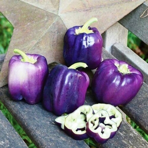 Semillas De Pimiento Dulce Purple Beauty – Más De 50 Semillas (Variedad Heirloom) – Cultiva Tus Propios Pimientos Morados