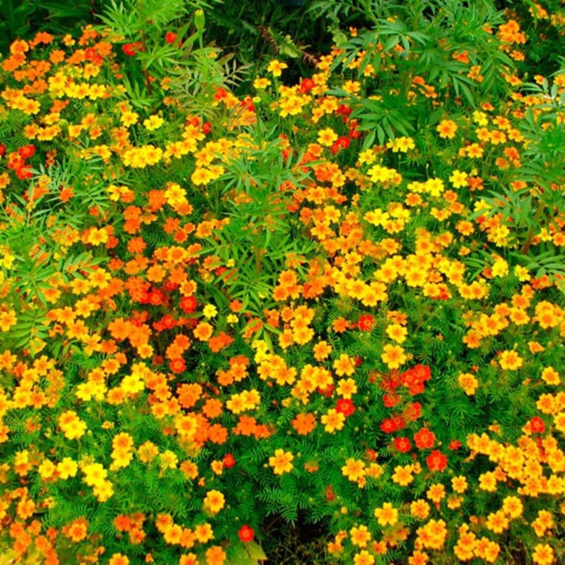 Natural Marigold Mix Heirloom / Open Pollinated Seeds Etsy