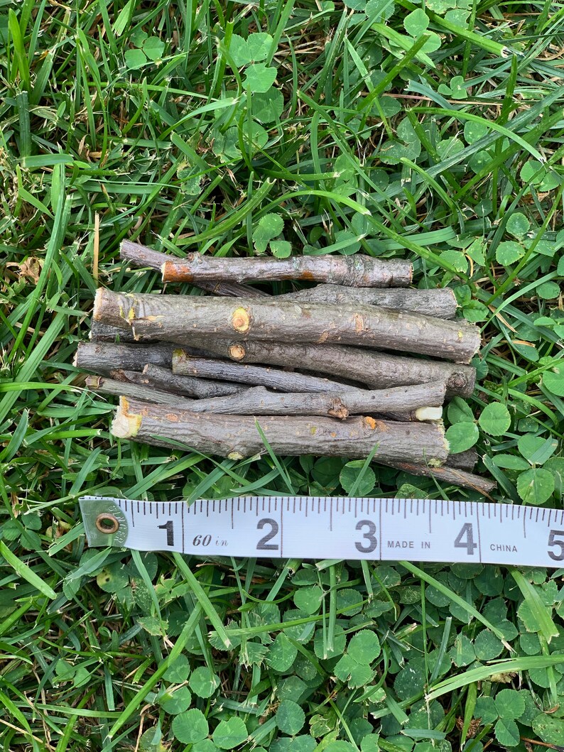 13 Organic Apple Wood Chew Sticks for Rabbits and Other Furry Etsy