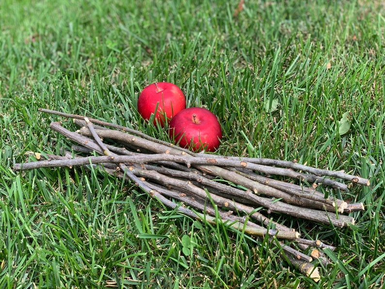 13 Organic Apple Wood Chew Sticks for Rabbits and Other Furry Etsy