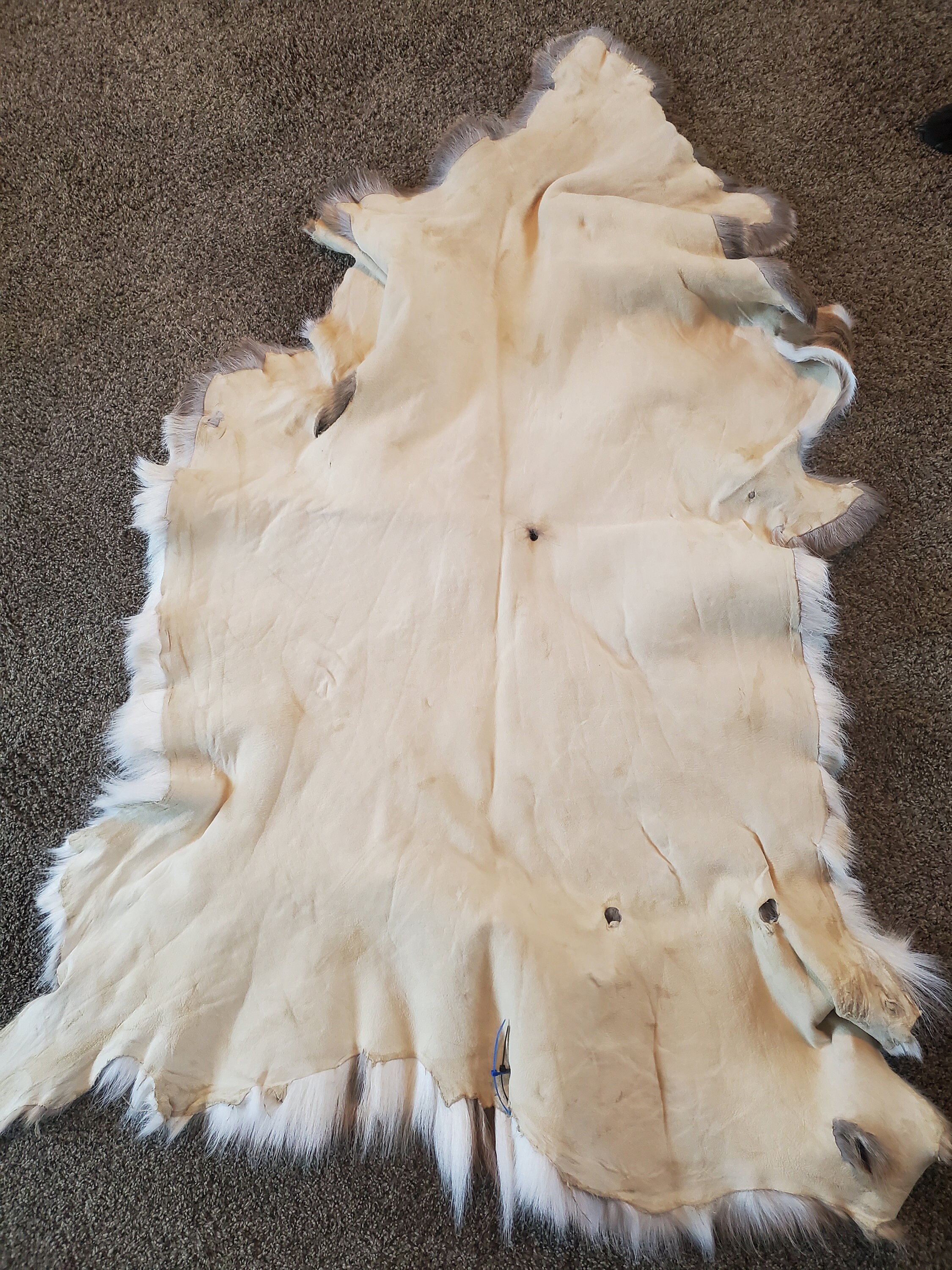 Deer hide tanned Etsy