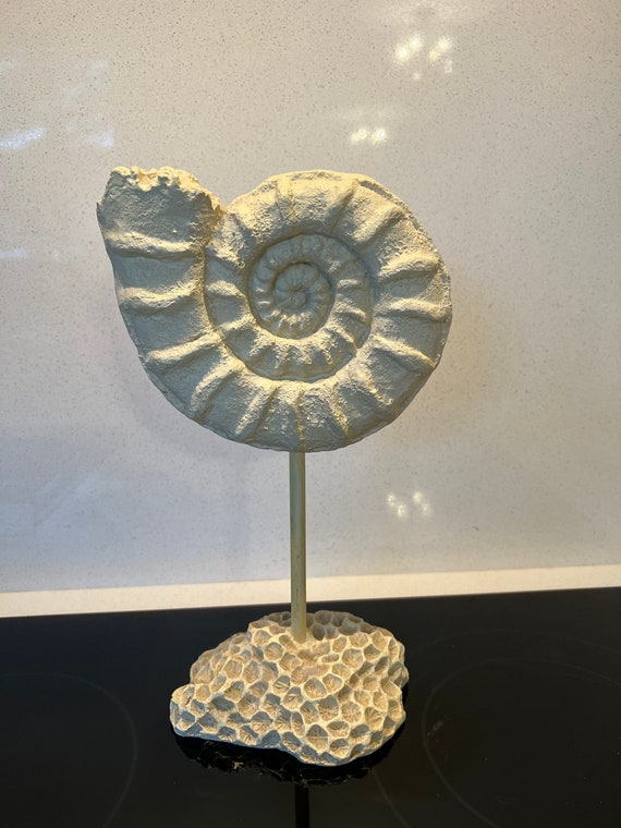 Ammonite Fossil on Modern Stand Ammonite Fossil on Modern Stand