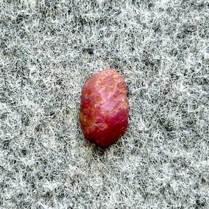 May include: A rough, uncut ruby gemstone with a deep red hue. The natural stone has an irregular shape and a slightly textured surface. The ruby is displayed against a gray, fibrous background.