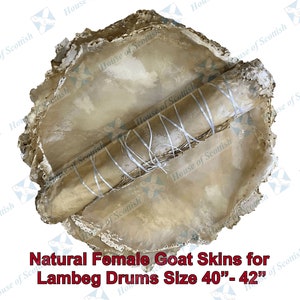 Op de afbeelding: Een opgerolde natuurlijke geitenhuid, klaar om te worden gespannen en gebruikt te worden voor een 40-42 inch diameter lamsveldrum. De huid is lichtbruin en heeft een natuurlijke, licht ruwe textuur.