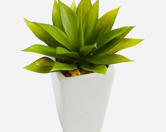 9” Mini Agave Succulent In White Vase