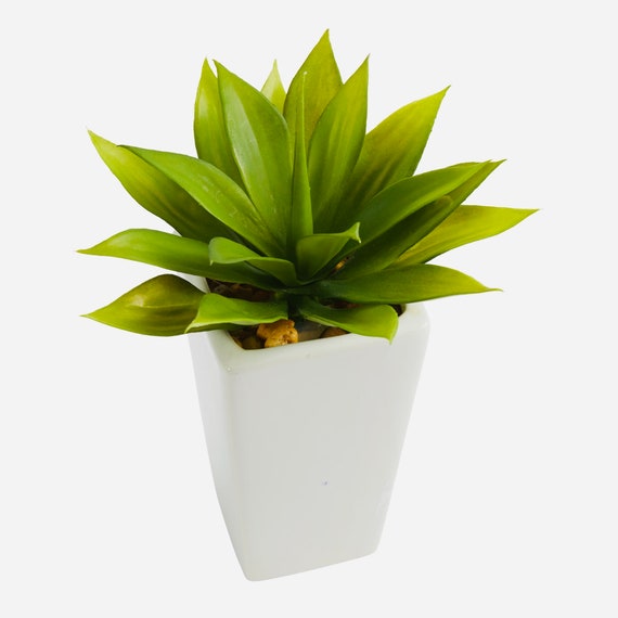 9” Mini Agave Succulent In White Vase