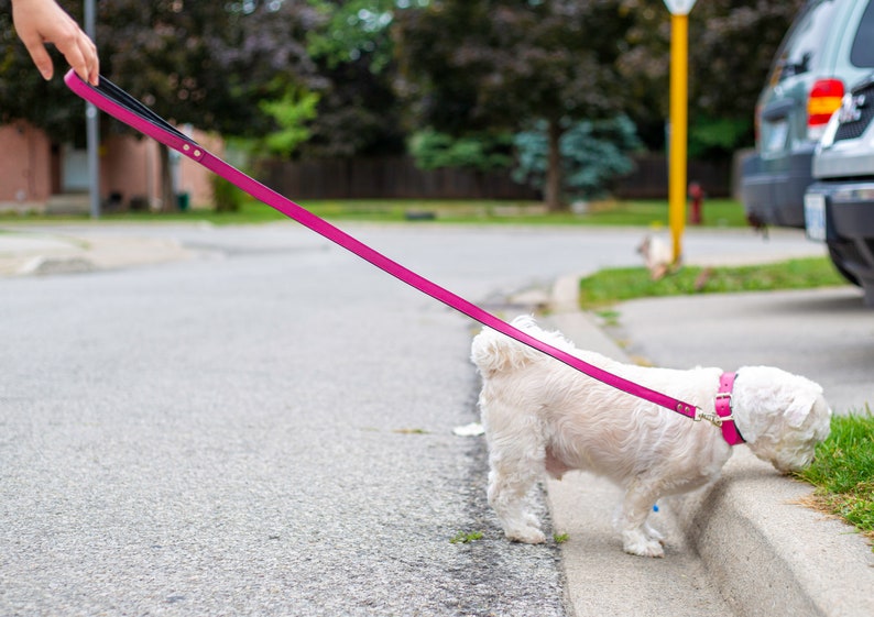 Personalized Leather Dog Collar and Leash Set Free Laser Etsy Canada