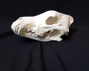 Grand crâne de loup gris véritable