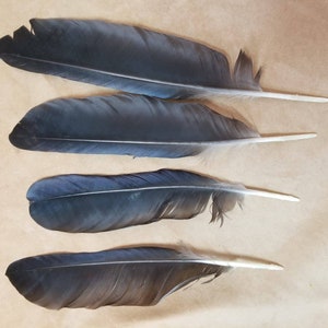 Raven Wing Feathers, 1/4 Lb Brown Turkey Pointers Quill Wing Wholesale  Feathers bulk Halloween Costume Fletching : 3628 