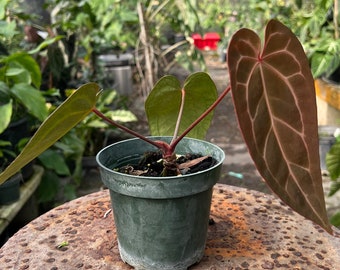 Reverse Anthurium 'Mikey Boy' hybrid between Anthurium 'Red Crystallinum' x 'Greige' #149