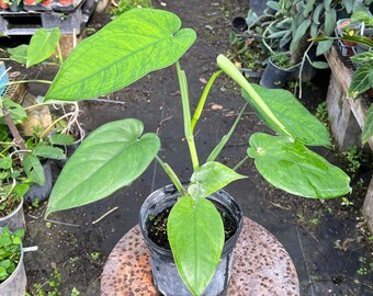 Syngonium chiapense - large plant #175