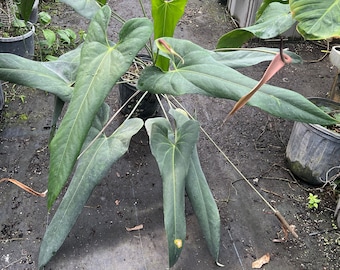 Pack of 3 Anthurium Verapazense Ultra Narrow Seedlings, Rare Starter Plants