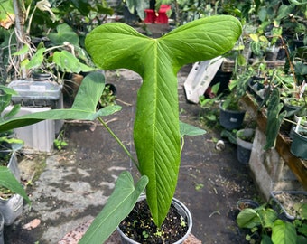 Anthurium Marmoratum x Longissimilobum, Rare Hybrid Plants #116