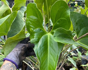 Pack of 3 Anthurium Verapazense  Seedlings- 'Wide Form' Rare Starter Plants