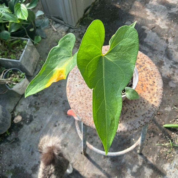 Anthurium FTBG x 'Bat Boy' - Banta - Rare offering, Super Rare Hybrid Aroid Plants #223