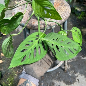 Monstera Obliqua aff Indanza, Rare Plant image 8