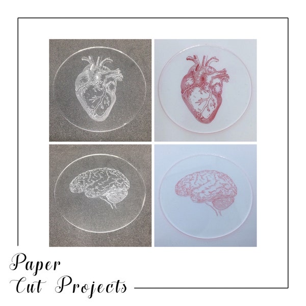 Anatomical Heart and brain engraved acrylic coasters | Unique coasters | Gifts for biologists | Gifts for Medical Students | Biology Gifts