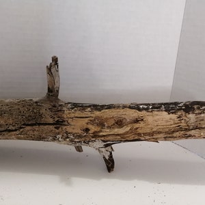 May include: A weathered, light brown branch with a natural, rustic look. The branch has a rough texture and a few knots. It is perfect for crafting or decorating.